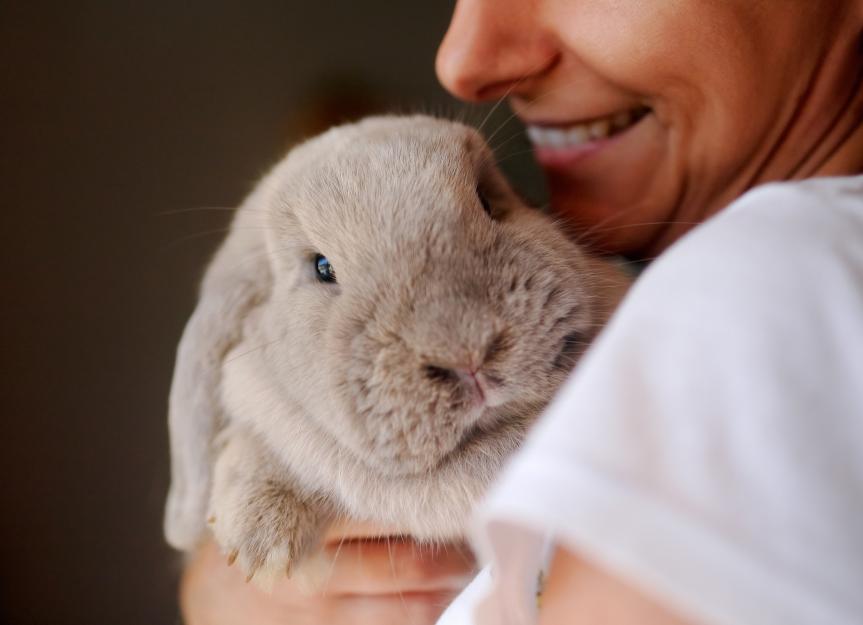 How To Pick Up a Rabbit PetMD